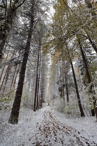 Eerste sneeuw — Stockfoto