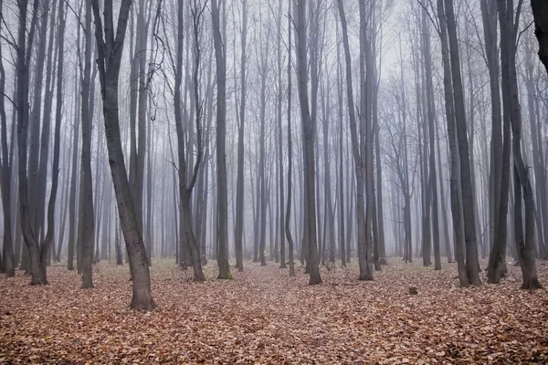 秋の霧の公園 — ストック写真
