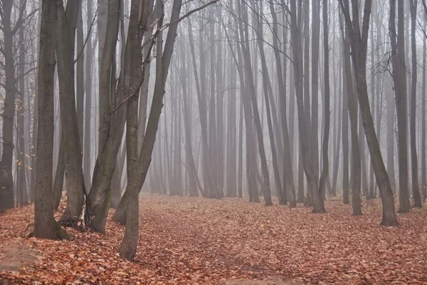 Herbstlicher Nebelpark — Stockfoto