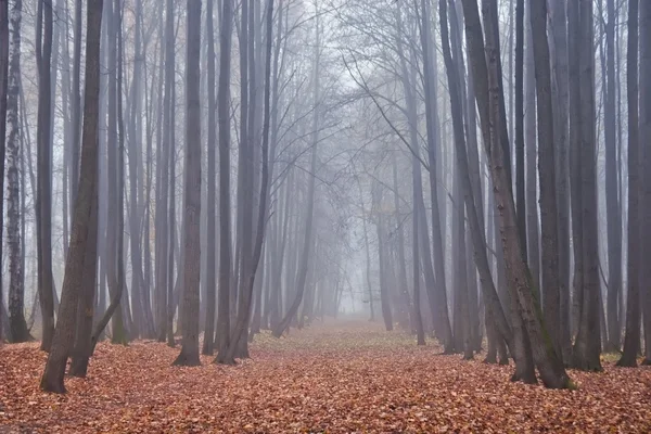 Jesień mglisty parku — Zdjęcie stockowe