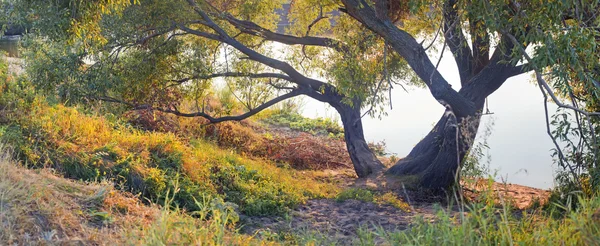 Willow near river — Stock Photo, Image