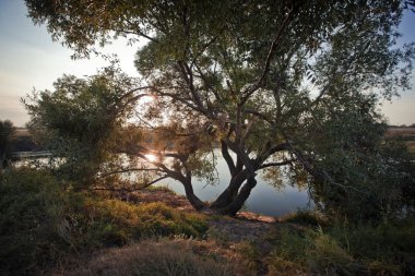 nehir kenarında söğüt