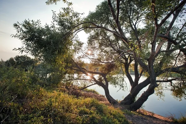 Willow near river — Stock Photo, Image