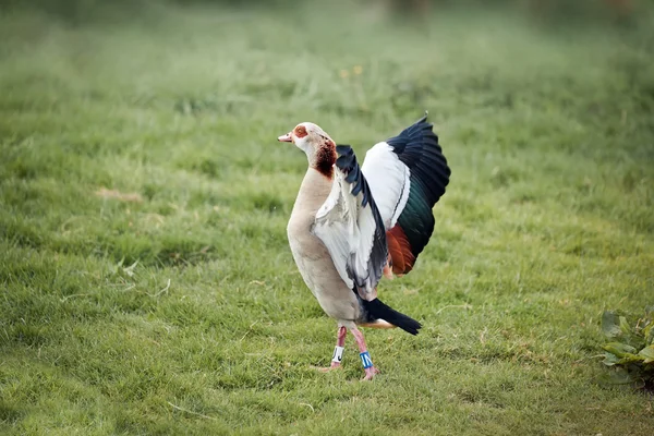 The Egyptian Goose — Stock Photo, Image