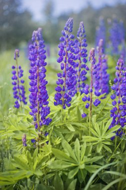 lupines alan, yatay yaz