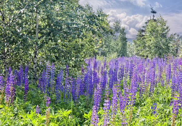 Summer landscape with field of lupines — Stock Photo, Image