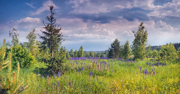 Lupines alan, yatay yaz — Stok fotoğraf