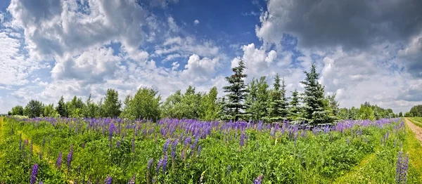 Paysage estival avec champ de lupins — Photo