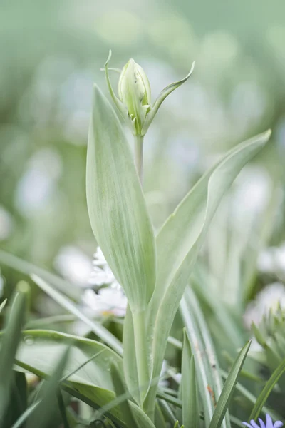 Blossom of tulip — Stock Photo, Image