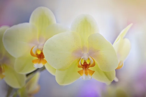 Orchideen — Stockfoto