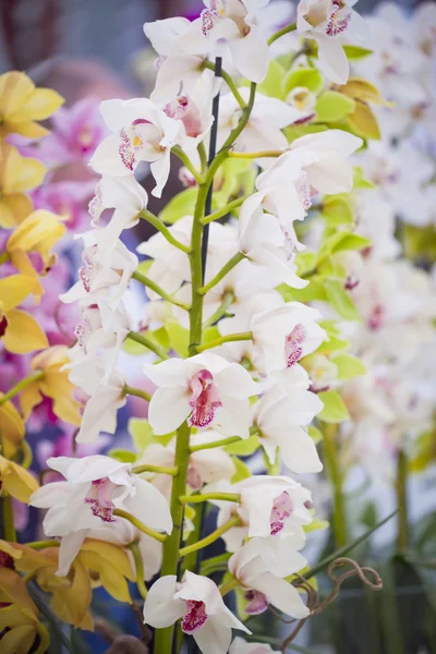 Orchideen — Stockfoto