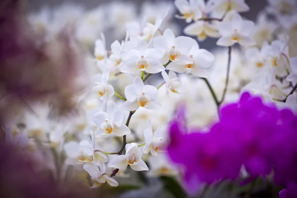 Orchideen — Stockfoto