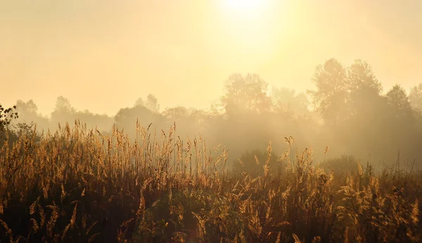Jesień krajobraz w mgliste rano — Zdjęcie stockowe