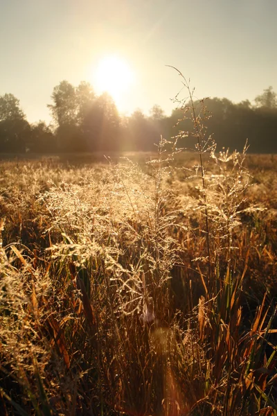 Paesaggio autunnale al mattino nebbioso — Foto Stock