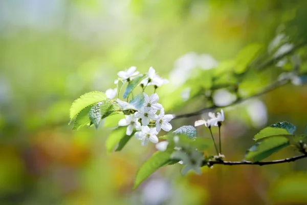 Kirschbaum mit Blumen — Stockfoto