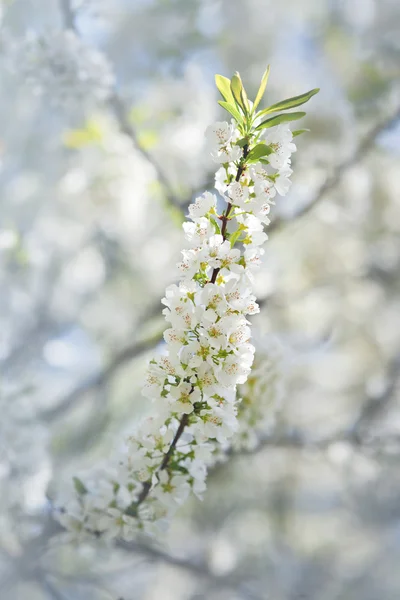 Branche de cerisier en fleurs — Photo