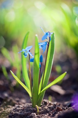 Scilla - blue spring flowers. clipart