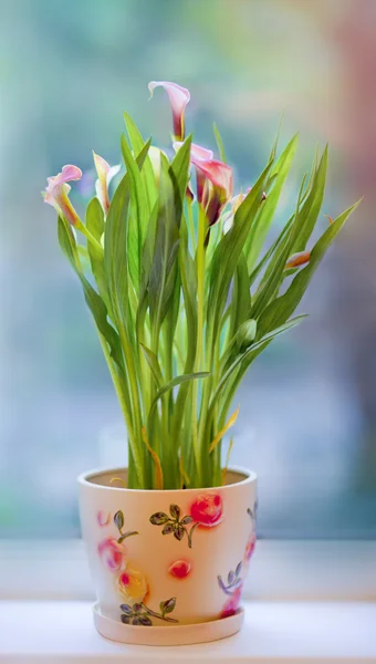 Calla lily bitki pot — Stok fotoğraf