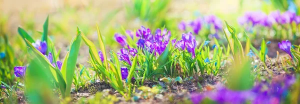 Fioletowe krokusy w dzień wiosny — Zdjęcie stockowe