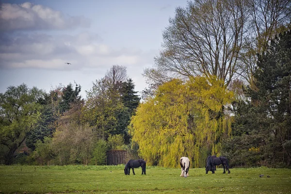 Hermosos caballos en un campo — Foto de Stock