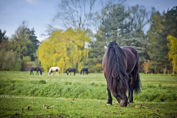 Horses in green field — Stock Photo, Image