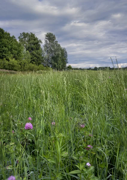 Campo ventoso — Foto de Stock