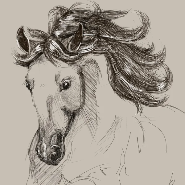 Zeichnung Porträt des Pferdes — Stockfoto
