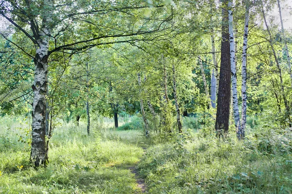 Panorama de un bosque mixto con en primavera —  Fotos de Stock