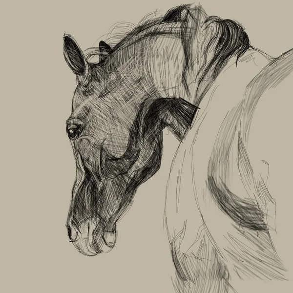 Drawing portrait of horse — Stock Photo, Image