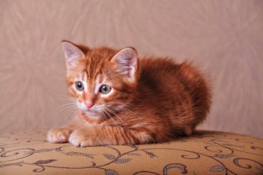 Red kitten portrait on vintage background clipart