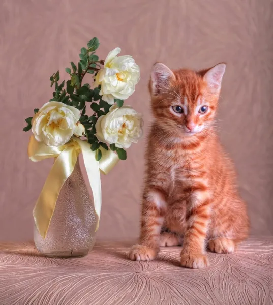 Червоний кошеня з букетом диких троянд — стокове фото