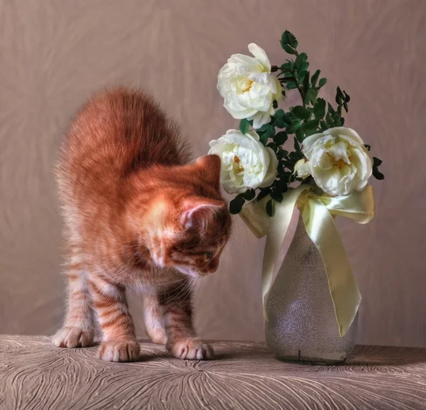 Gatinho vermelho com buquê de rosas selvagens — Fotografia de Stock