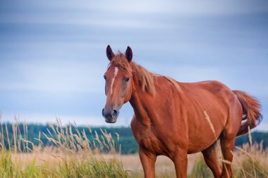 bir alandaki kestane at