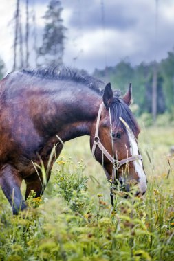 bir alandaki kestane at