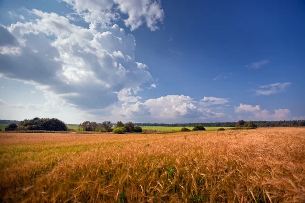 Літній пейзаж з житнім полем — стокове фото