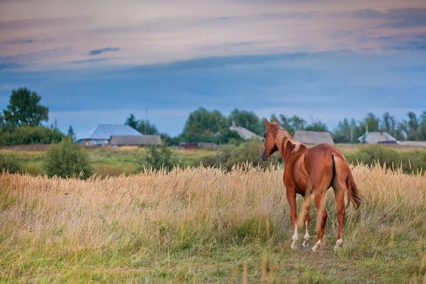 Cavalo de castanha em um campo — Fotografia de Stock