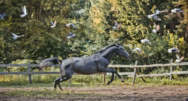 灰色の馬のパドック — ストック写真