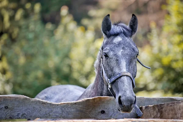 灰色の馬のパドック — ストック写真
