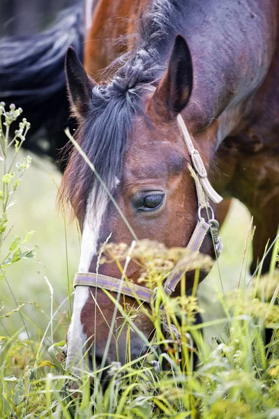 フィールドに栗の馬 — ストック写真