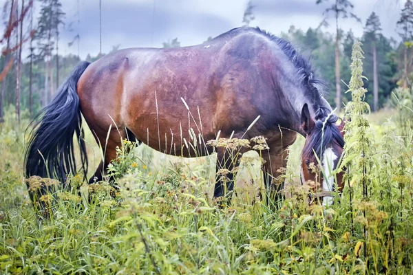 Cavallo di castagno in un campo — Foto Stock
