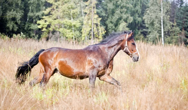 Kastanje paard in een veld — Stockfoto