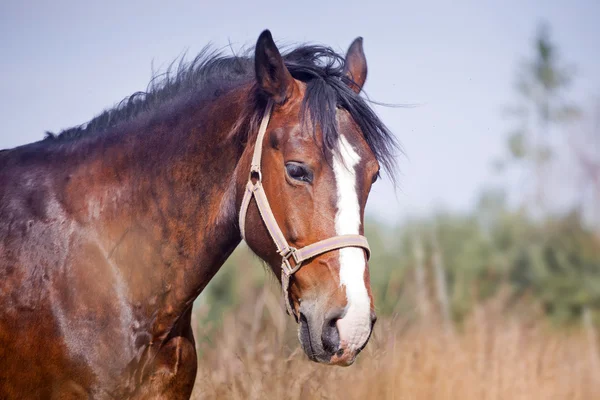 Cavalo de castanha em um campo — Fotografia de Stock