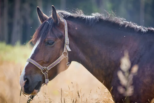 Kastanje paard in een veld — Stockfoto