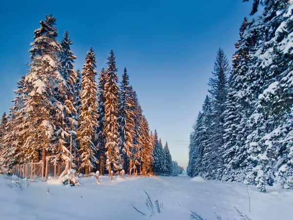 Floresta de Inverno com abetos à luz do sol — Fotografia de Stock