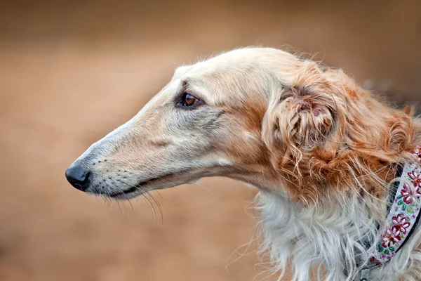 Borzoi dog portrait — Stock Photo, Image