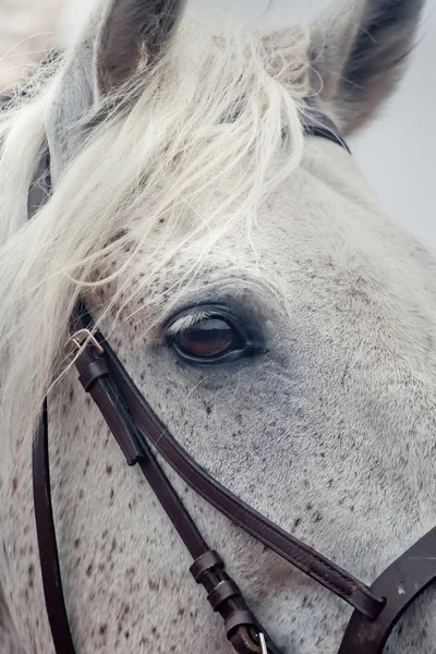 Grijs paard oog — Stockfoto