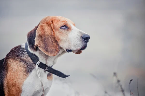 Estonian Hound — Stock Photo, Image