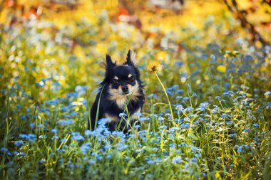 Long-hair Chihuahua dog