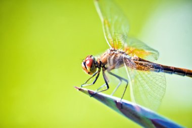 yeşil zemin üzerine portakal yusufçuk