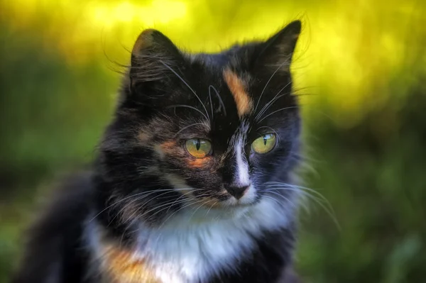 Krásná kočka portrét — Stock fotografie